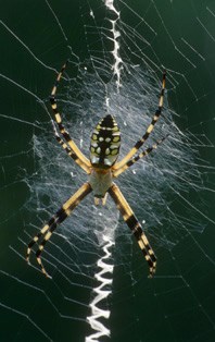 spider on web