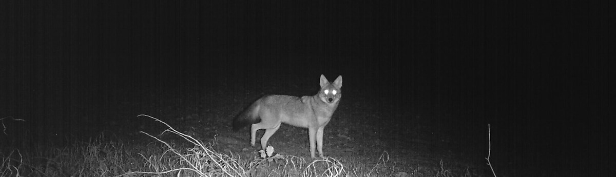 Coyote with glowing eyes in the darkness