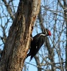 A pileated woodpecker sitting on a leafless tree in winter
