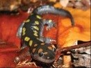 Spotted salamander