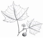 Illustration of a Sycamore leaves and seed ball.