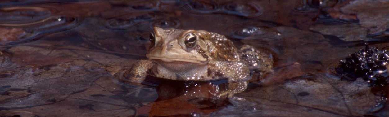 Fowler today sitting in a puddle