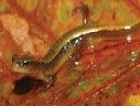 Two-lined salamander