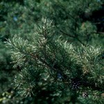 Green Virginia pine branches and needles