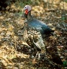 A Wild Turkey standing along in the forest