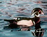 Wood duck on the water