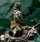 Wood thrush sitting on a tree