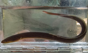 Long brown snake-like eel in a plastic tank of water