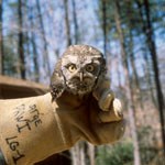 barred owl in ranger's hand