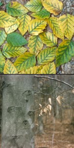 Two images. Top image, green and yellow beech leaves on the ground. Bottom image, smooth bark of beech tree.
