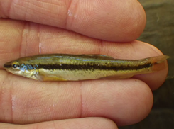 Small fish with a black stripe in the palm of a hand