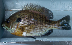 Roundish brown fish with a yellow belly laying against a ruler