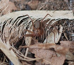 brown recluse spider