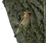 Cedar Waxwing on branch