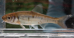 Small whitish tan fish in a clear water tank