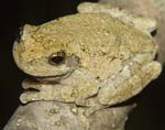 Cope's gray tree frog on stick