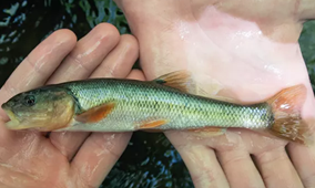 Greenish blue fish with brown fins laying in two hands