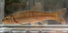 Small tan colored fish in a clear water tank