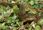 newt on moss newt on moss