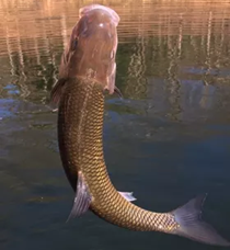 Shiny tan fish with a wide mouth jumping out of still water