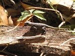 fence lizard sunning on a log