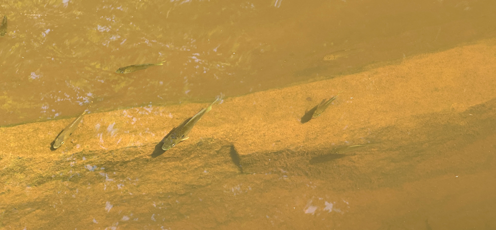 7 brownish patterned fish swim around an underwater rock in a still creek