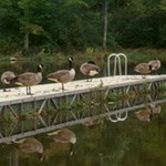 Canada geese on pier in a lake