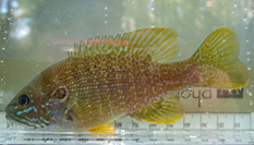 Greenish yellow fish in clear water laying against a ruler