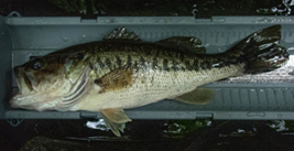 Dark colored photo of a large greenish grey fish with an open mouth laying on a ruler