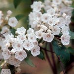Clusters of white, cup-like mountain laurel flowers.