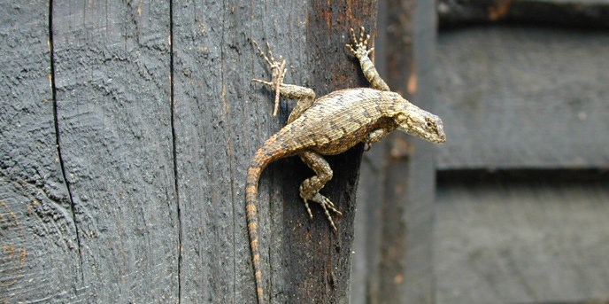 lizard lizard
