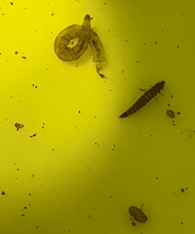 Three small bugs in yellow tinted water; two are cylinderical and one is round