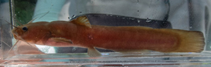 Small long orangish fish with whiskers in a clear water tank