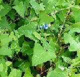 green viney arrow shaped leaves and blue berries of mile-a-minute plant
