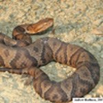 n_copperhead