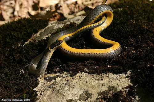 northern ringneck