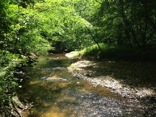 Creek surrounded by forest.