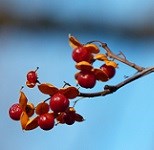 Cluster of red berries on the end of a leafless branch