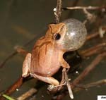 Spring peeper in pond