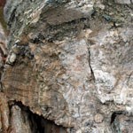 Petrified Wood Petrified Wood