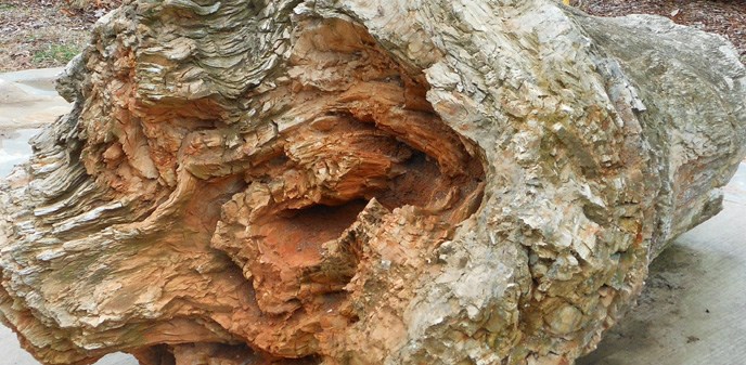 Close-up view of petrified tree trunk