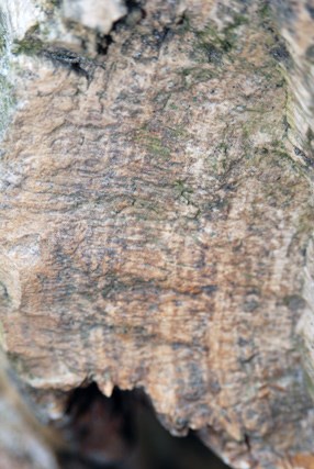 Tree rings on petrified wood tree