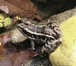 pickerel frog on leaves