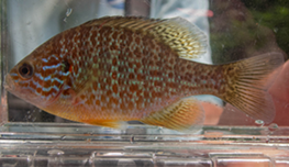 Orange and white patterned fish in a clear water tank held by a person