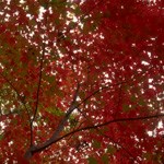 Red maple tree with red leaves in autumn.