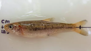 Small pinkish brown fish with clearish fins laying on a ruler