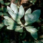 Green sassafras leaves shaped like mittens and paws.