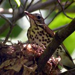 a wood thrush on nest