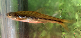 Small brownish fish with a horizontal black strip in a plastic water tank