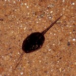 a tadpole